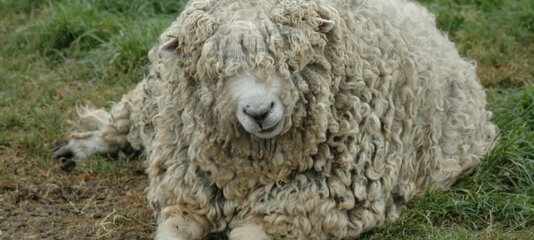 Ist er das süßeste Schaf der Welt?