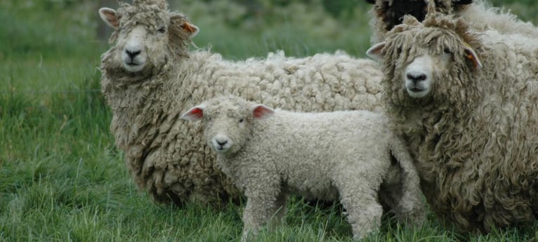 Ven y conoce a las ovejas de razas raras.