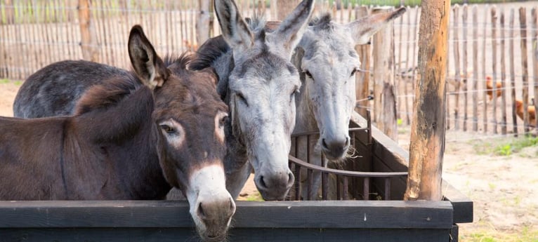 Meet the friendly donkeys
