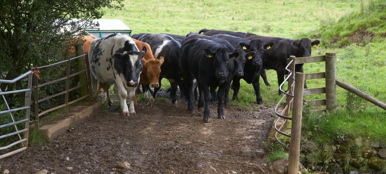 Learn about cattle farming